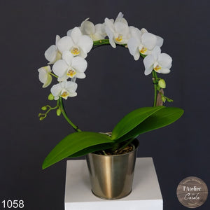 Orchidée 1059