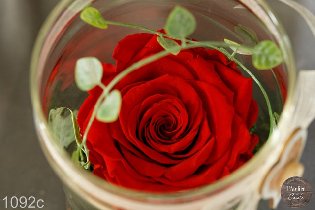 Rose éternelle dans sa bonbonnière 1092